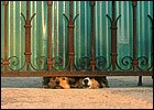 Cagnolini curiosi